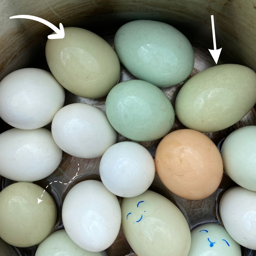 Close up of many different colored chicken eggs with arrows pointing to olive colored eggs