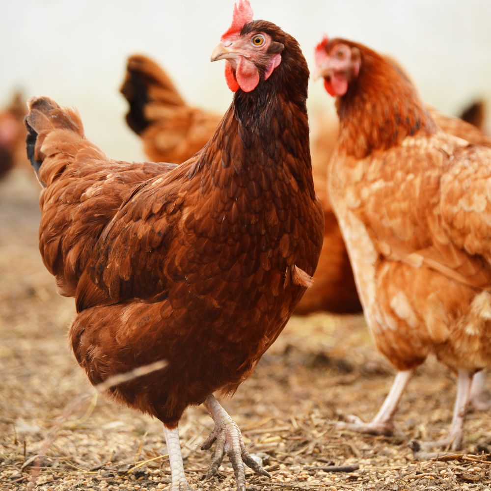 Red chickens standing on hay and earth