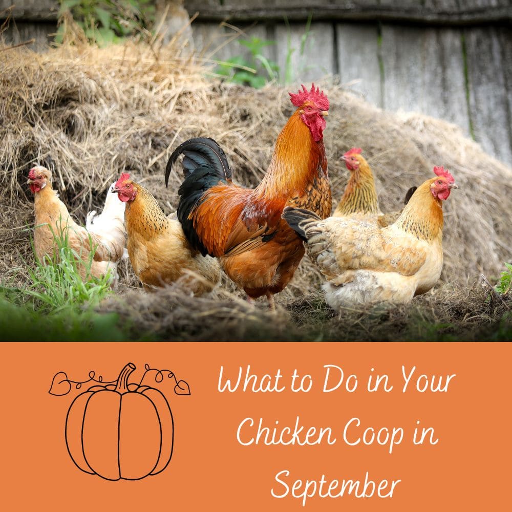 What to do in your chicken coop in September