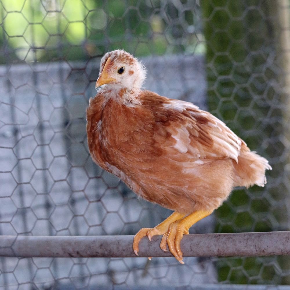 Young chicken on roosting bar