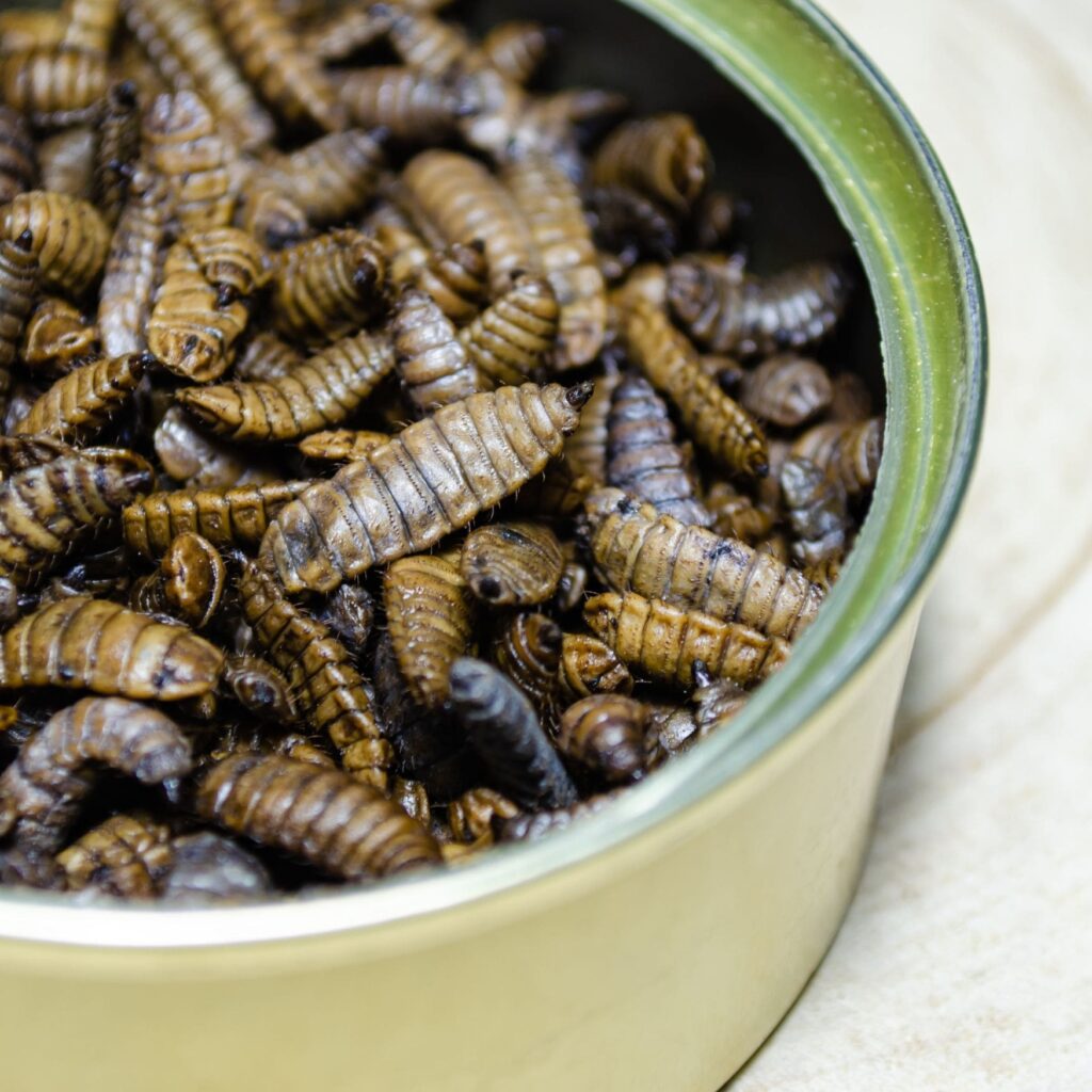 Black Soldier Fly Larvae in a bowl