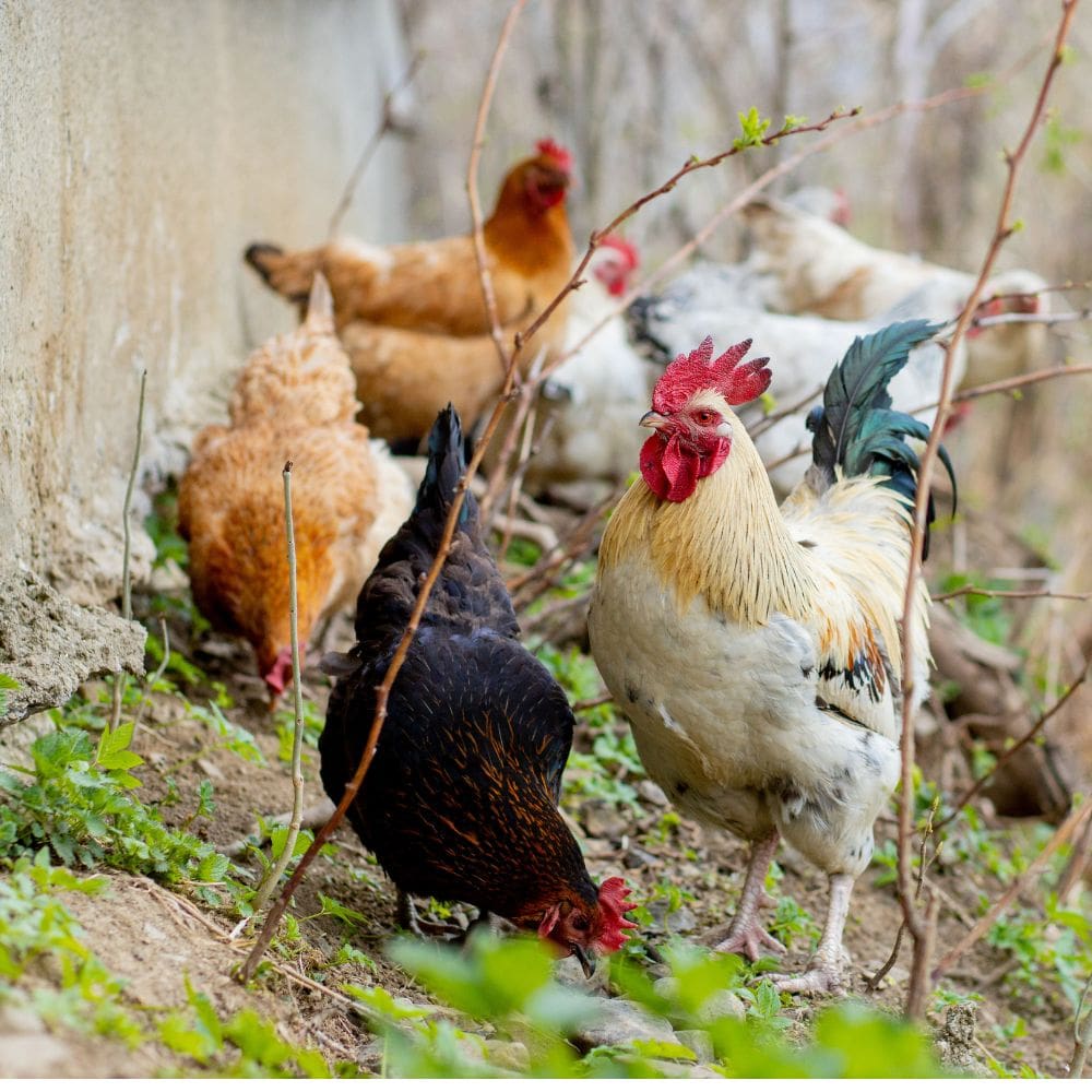 Bumblefoot in chickens flock of chickens in dirt and grass