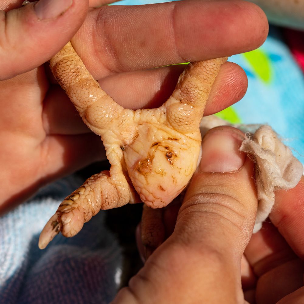 Up close of chicken foot Bumblefoot in chickens