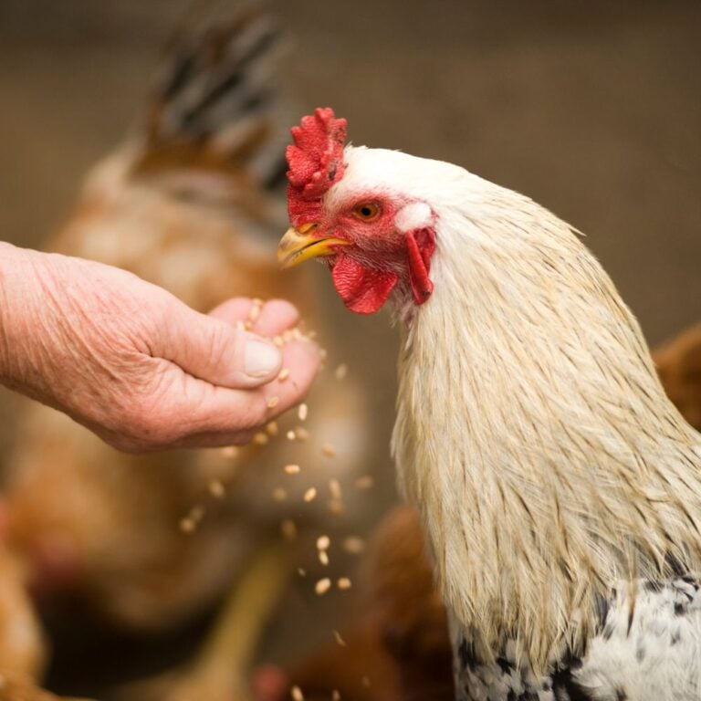 7 Ideas To Feed A Flock So Every Chicken Gets Food