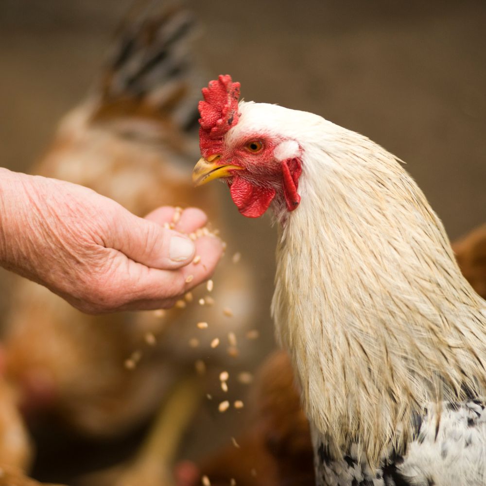 A chicken eating out of a persons hand