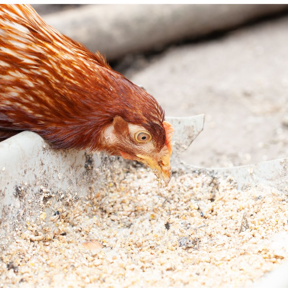 Chicken eating fermented chicken feed