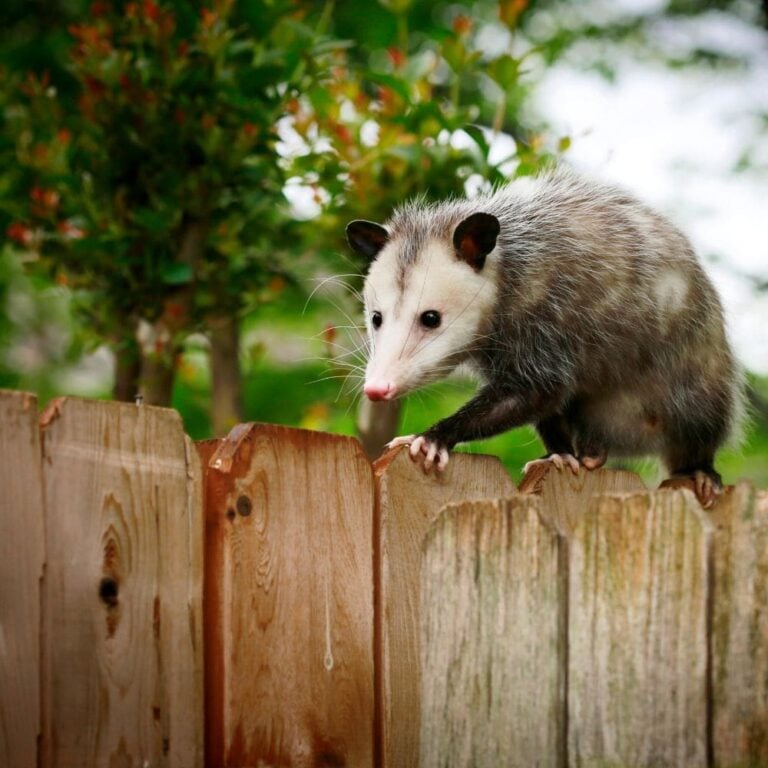 Possum Climbing fence