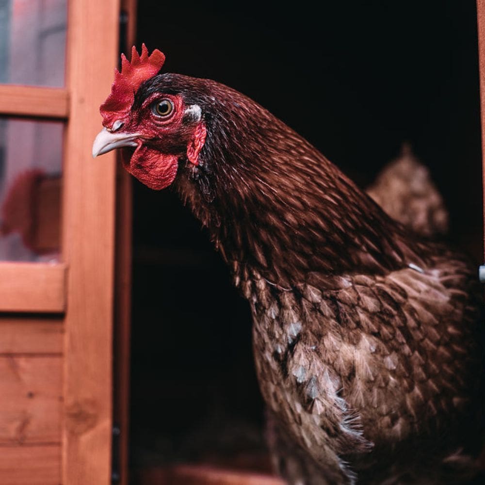 A chicken up close as it's coming out of a coop