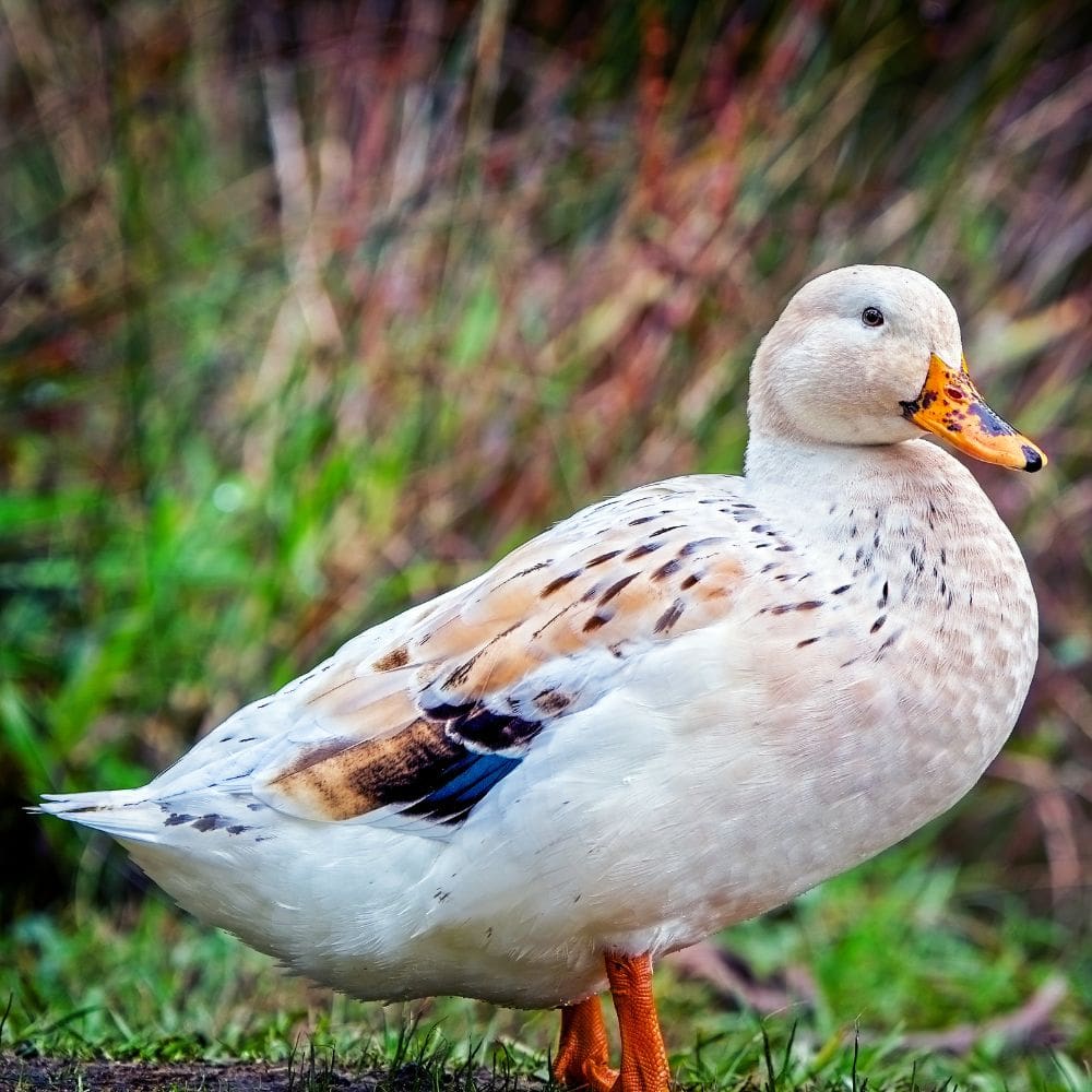 Welsh Harlequin Duck with blurred background