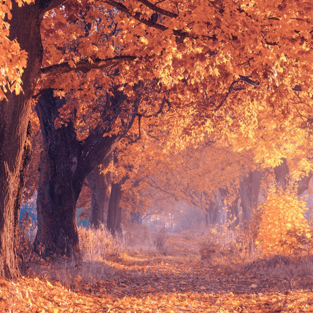 Beautiful scene with orange leaves on trees over road in the Fall