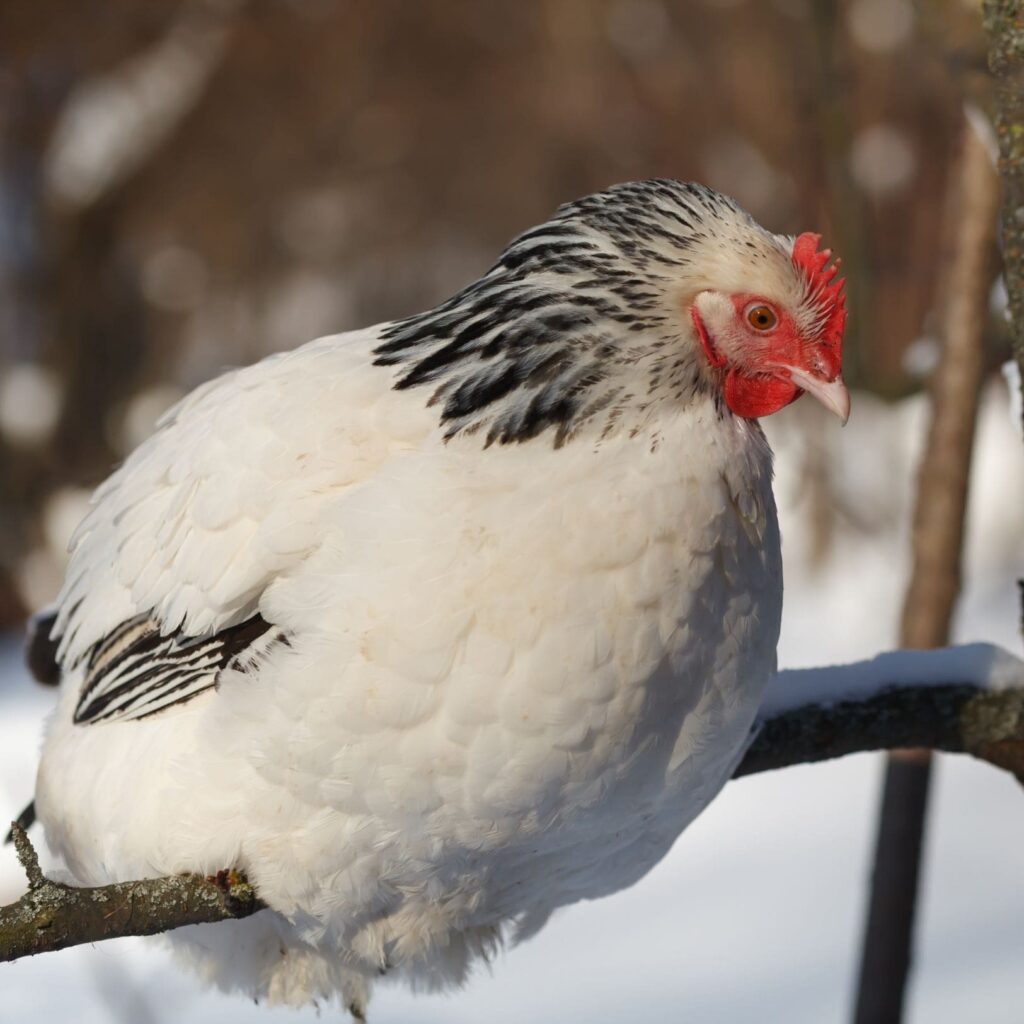 A white and black chicken perched on a snow covered branch