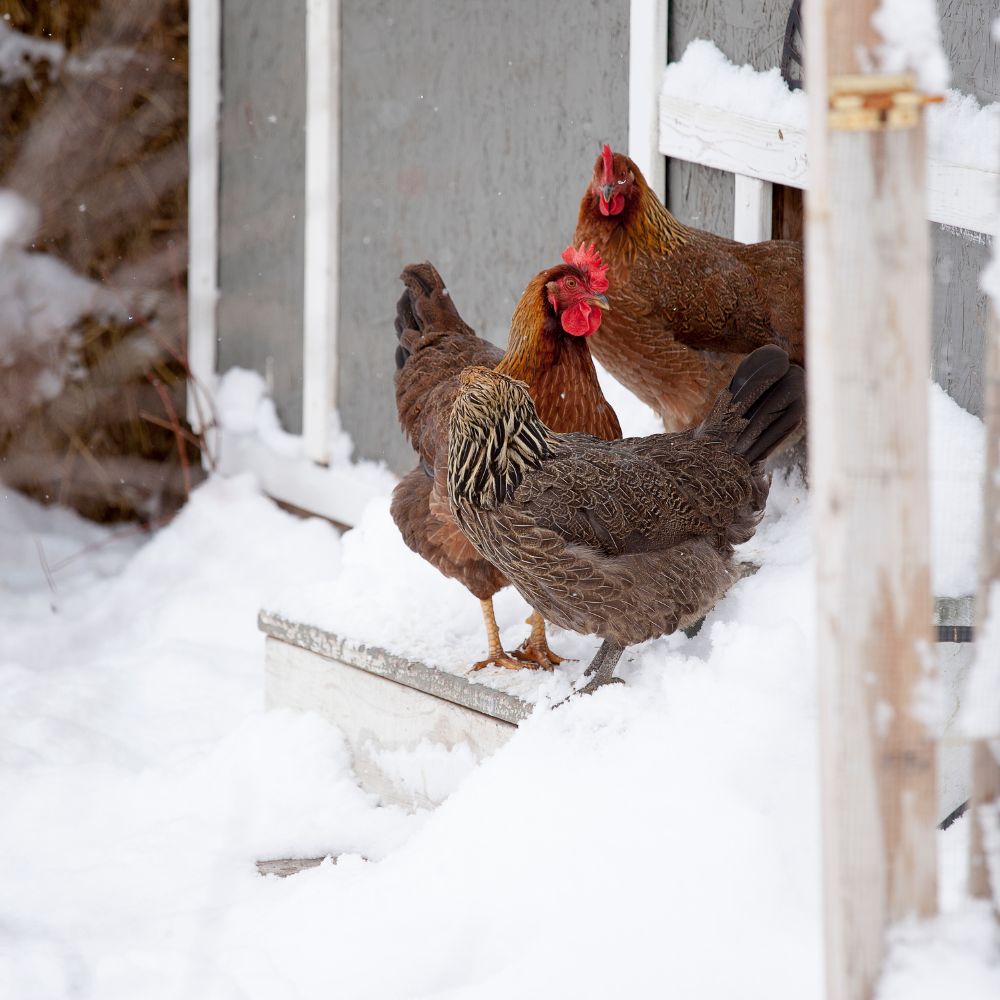 How to keep a chicken coop warm in winter - hens in snow