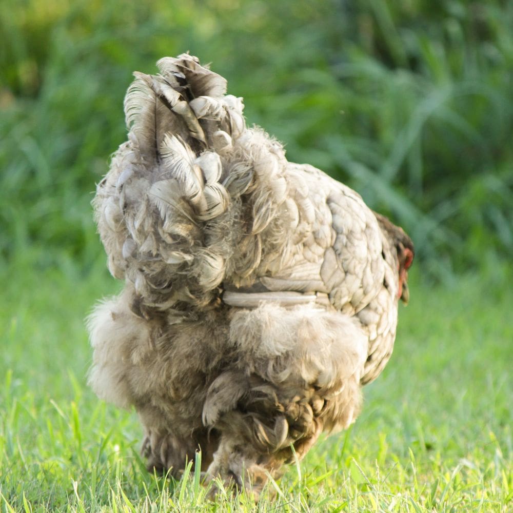 The backside of a light blue chicken