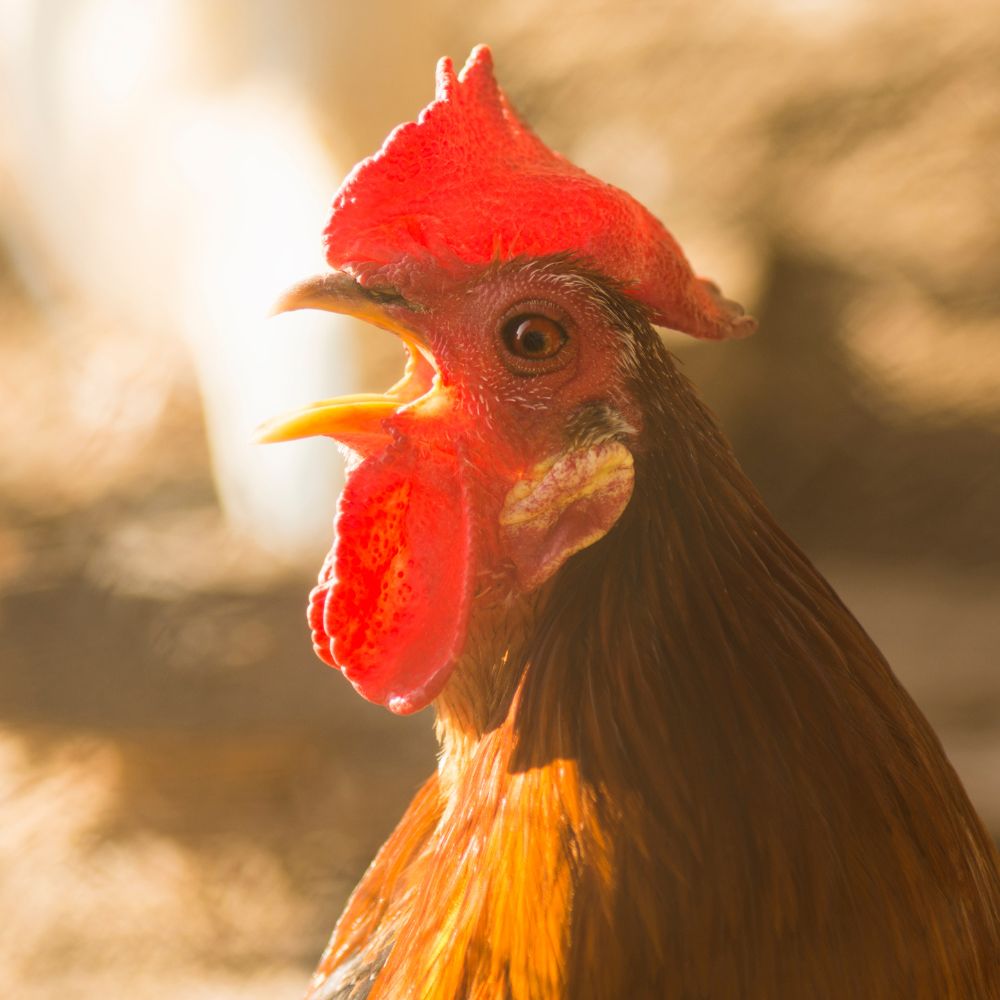 12 Types Of Chickens Smart People Keep