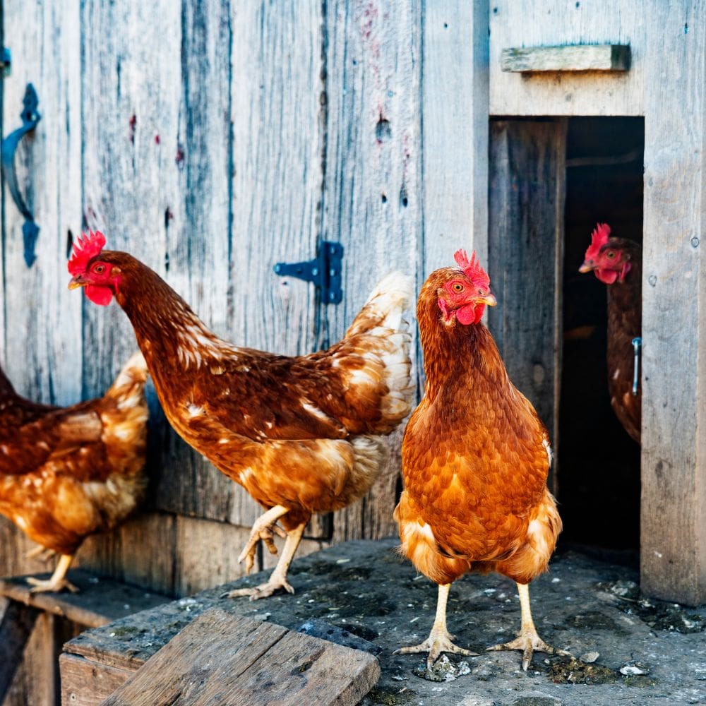 Several chickens standing on the stoop of their coop