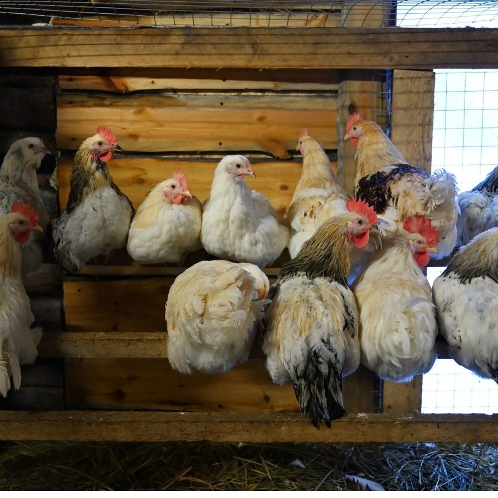 Several chickens on roosting bars inside a coop