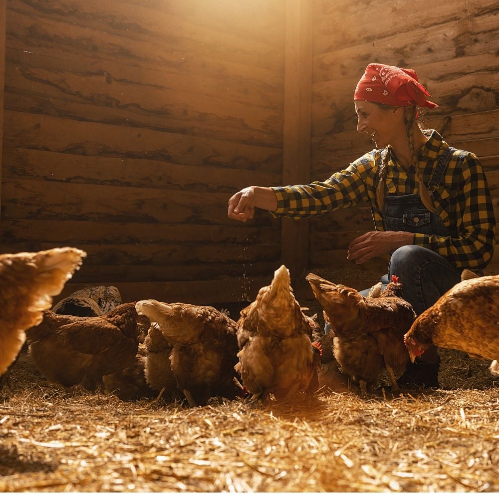 A woman hand feeding chickens inside a straw covered coop