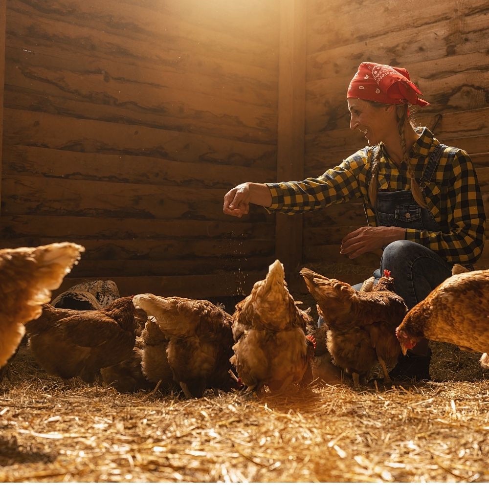 How To Tell A Rooster From A Hen (Is it a Boy or a Girl?) - The Happy  Chicken Coop