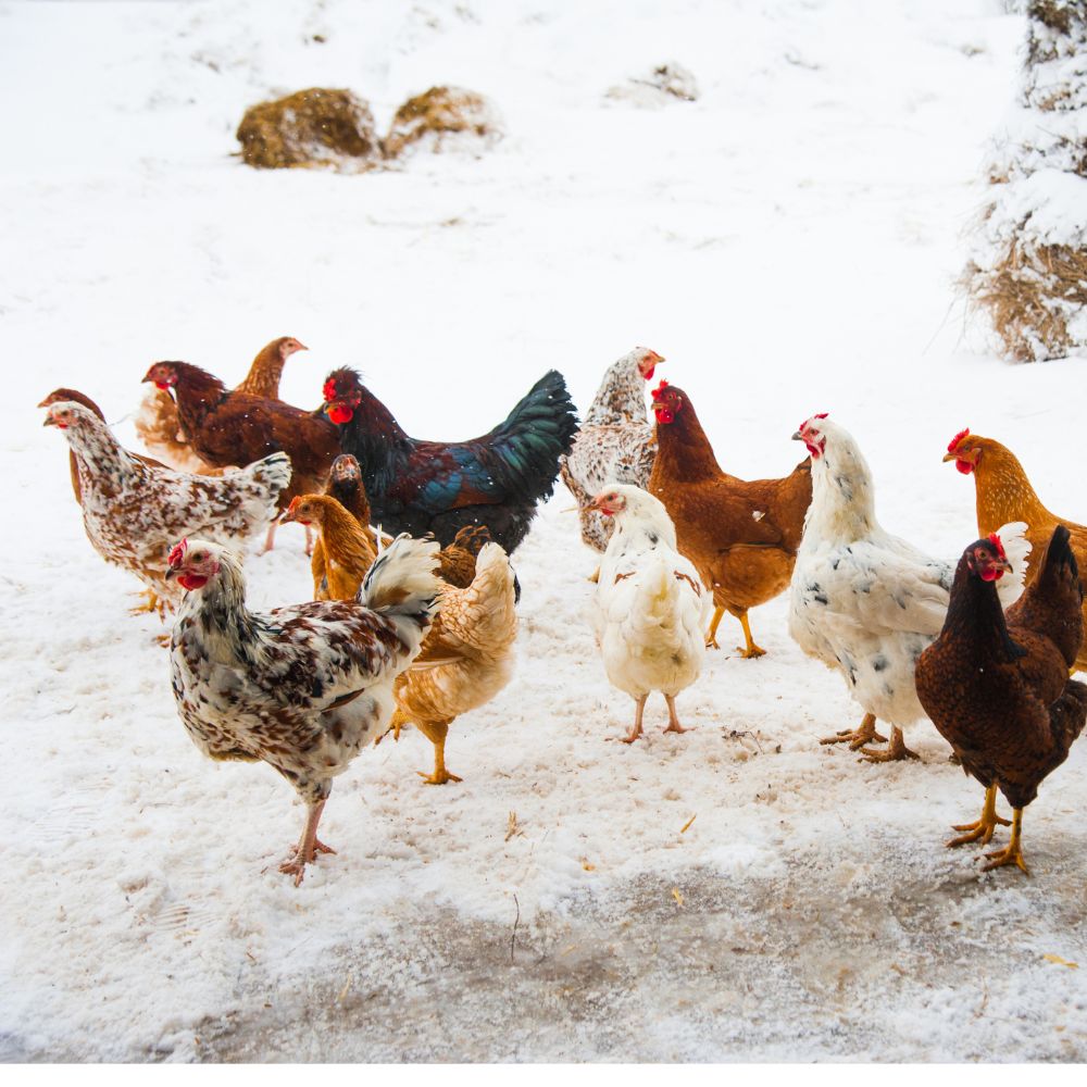 A flock of chickens standing on the icy ground in on a cold winter day