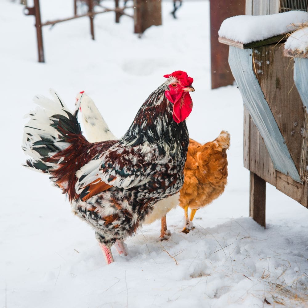 How Cold is Too Cold For Chickens?