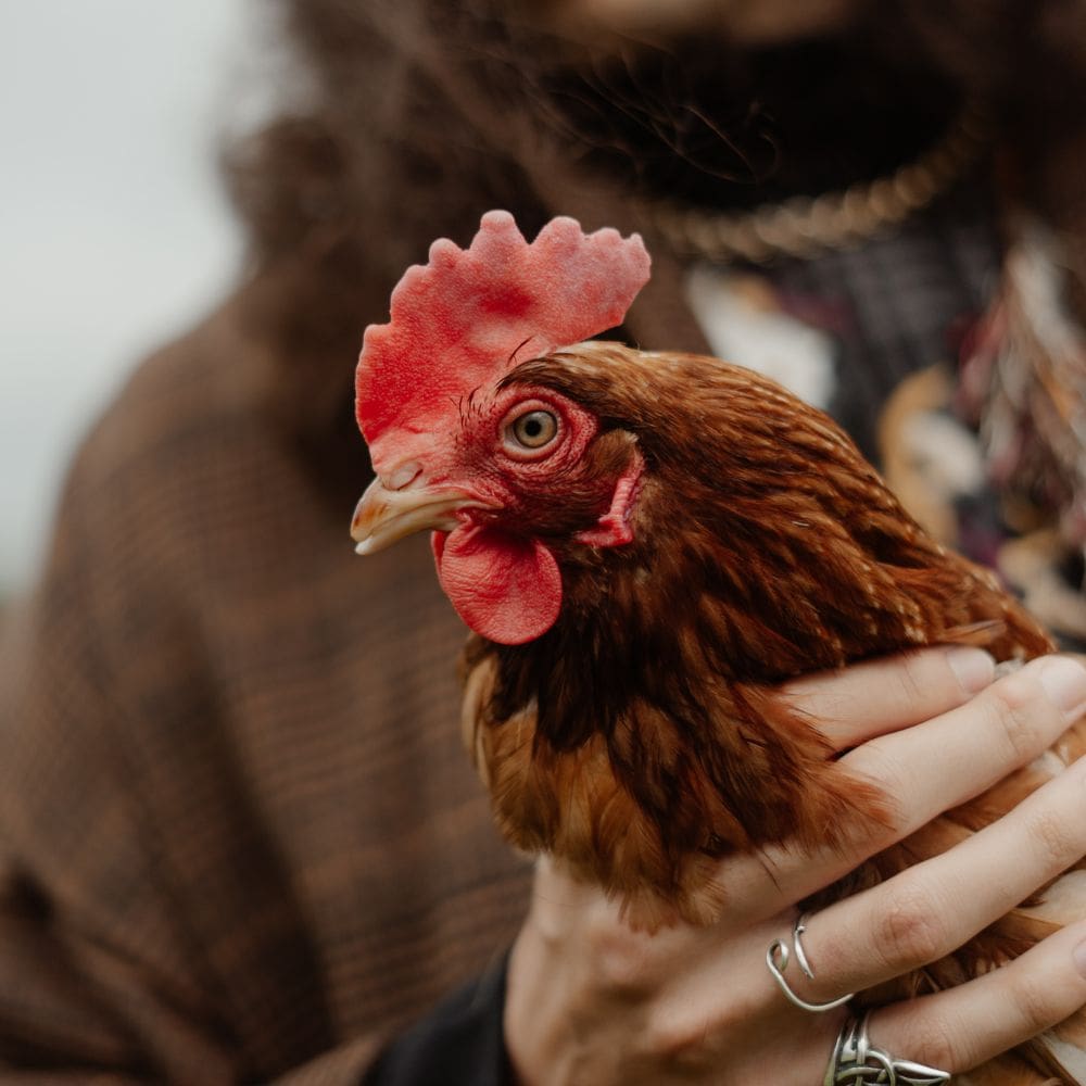 A person holding a rooster