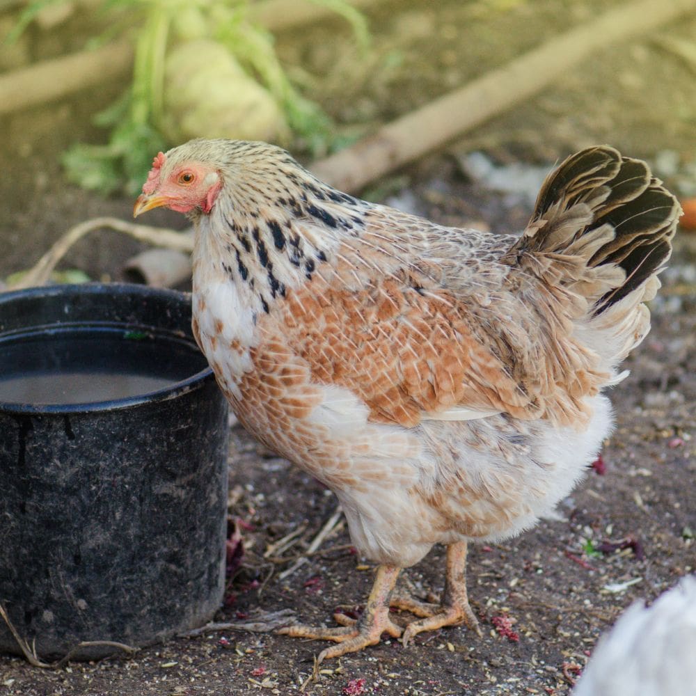 Chicken standing next to container full of water