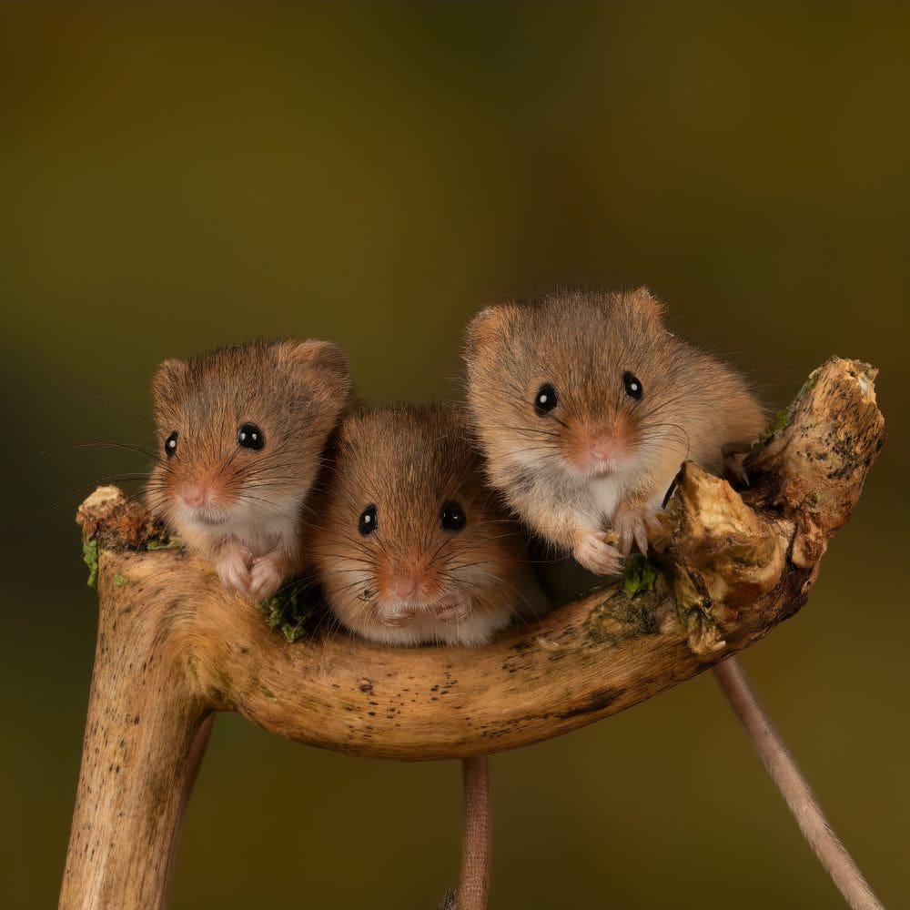 Three little mice sitting on a small branch with a blurred background