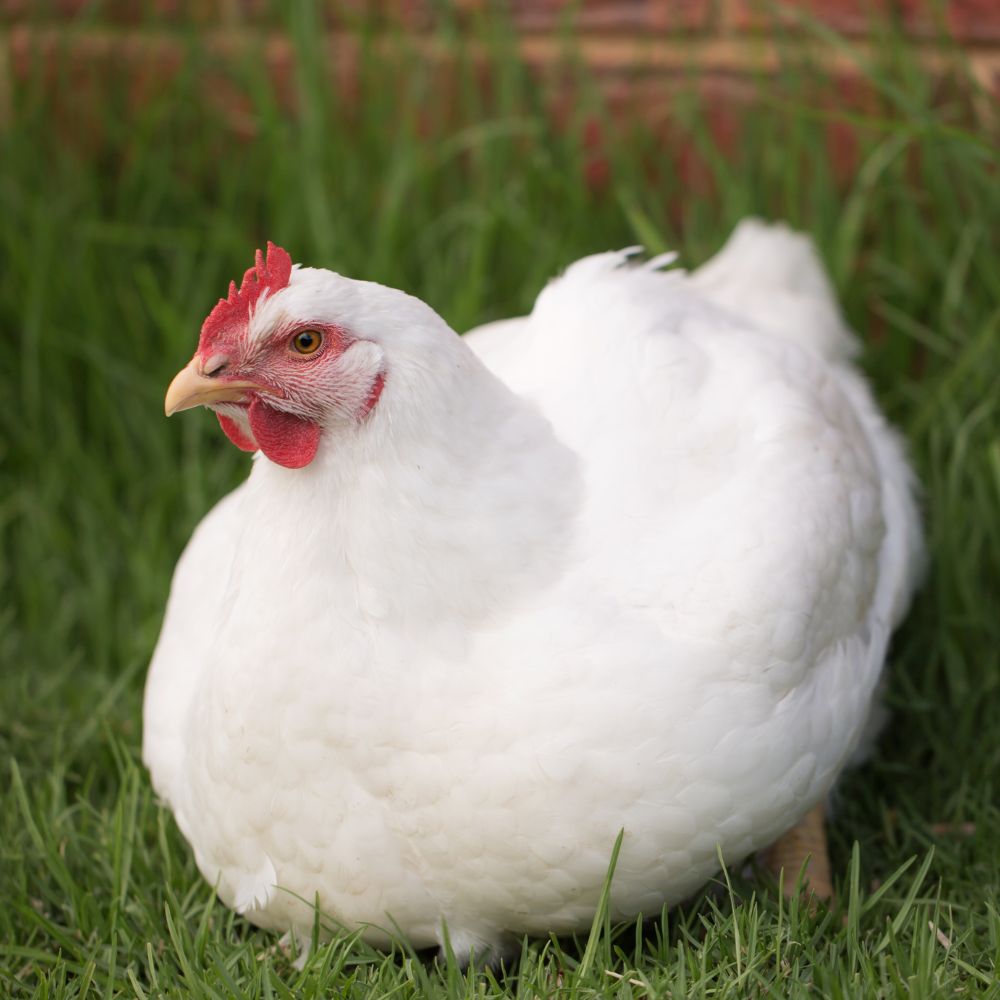 A fluffy white hen sitting in green grass