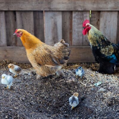 6 Ways To Sex Baby Chicks