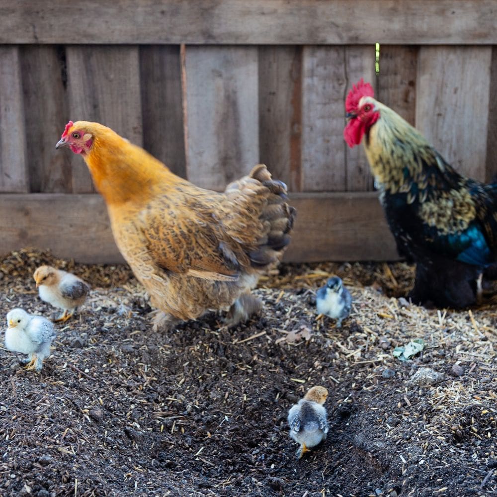 A hen and a rooster in a coop area with 4 little chicks