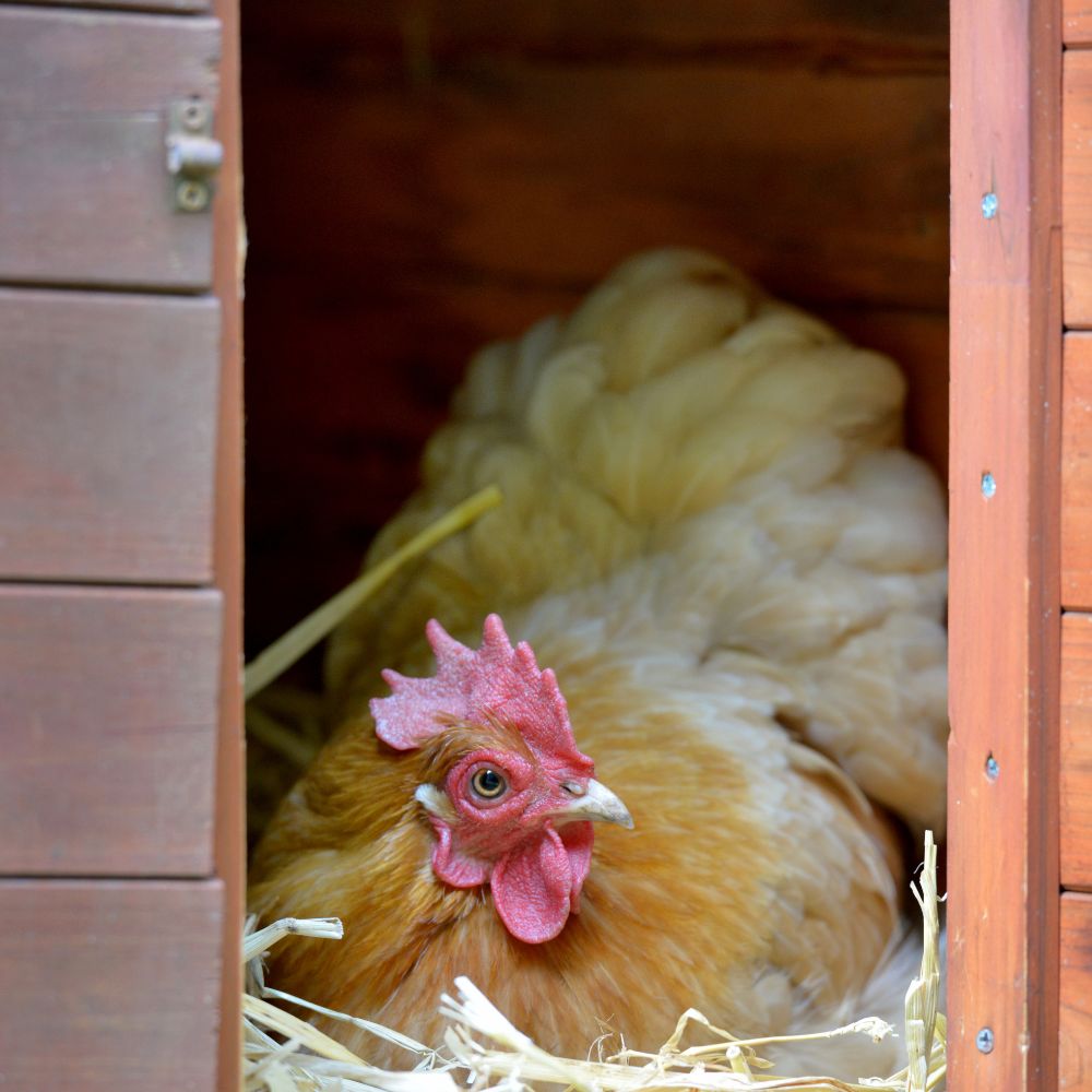 Chicken sitting in a laying box