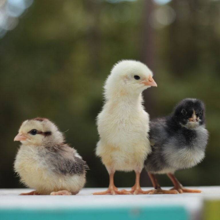 Where Can I Buy Chickens? 3 Genius Ideas!
