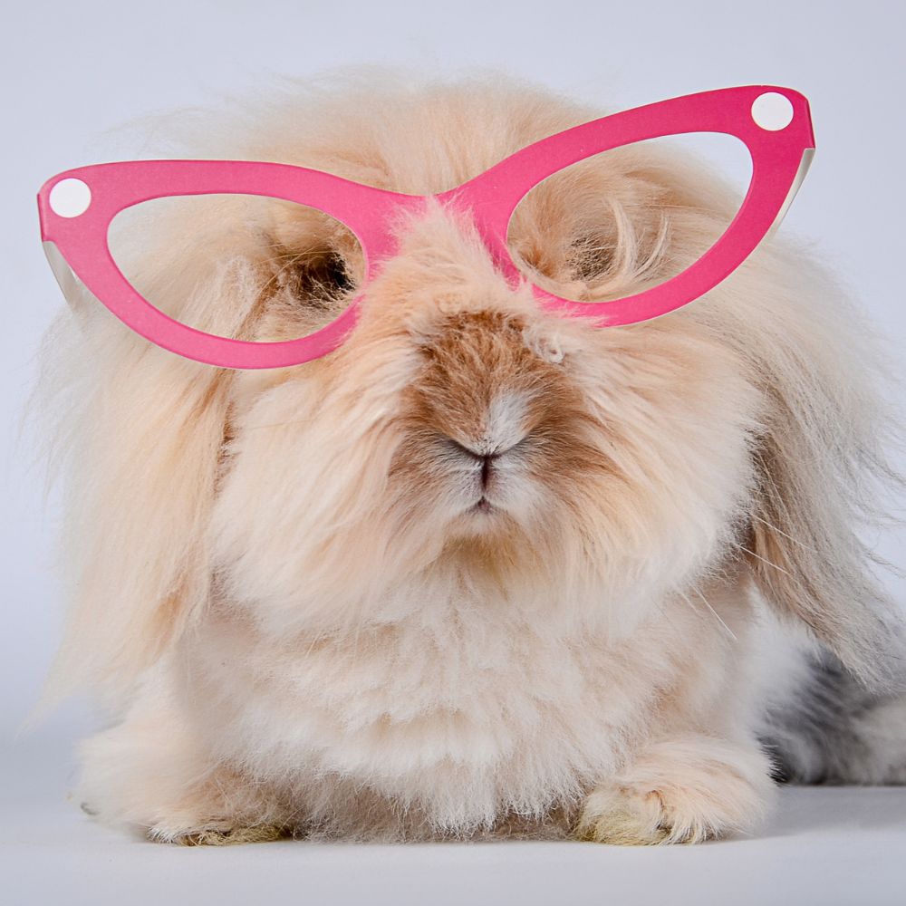 Up close of a furry bunny rabbit wearing pink glasses