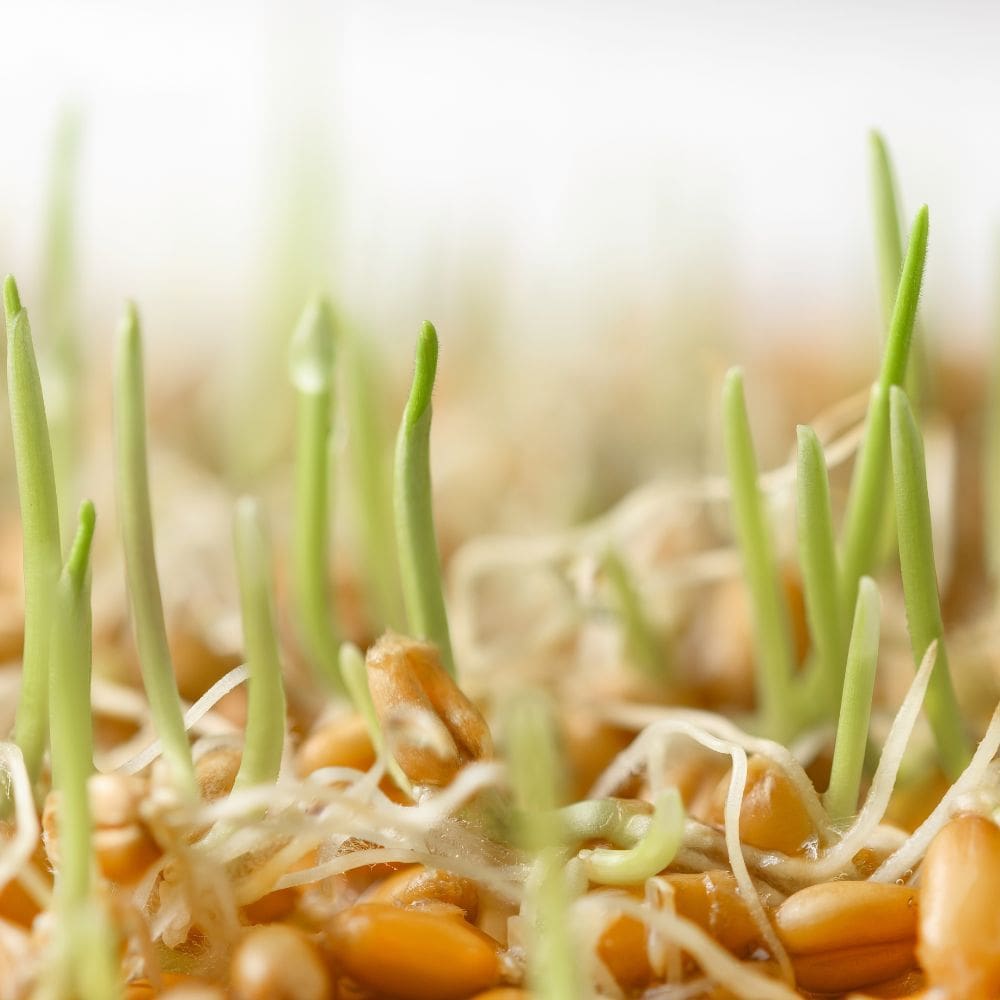 Close up of wheat sprouting